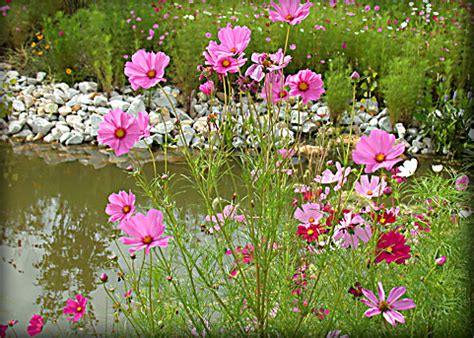 Maybe you would like to learn more about one of these? Gardening in Africa: Cosmos flowers in South Africa