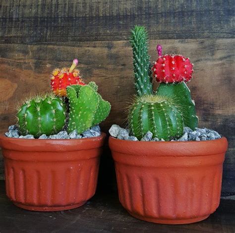 This cactus coffee mug fun 18 oz cup has a textured cactus design in green. Terracotta Clay Pot & Assorted Cacti Arrangement | Clay ...