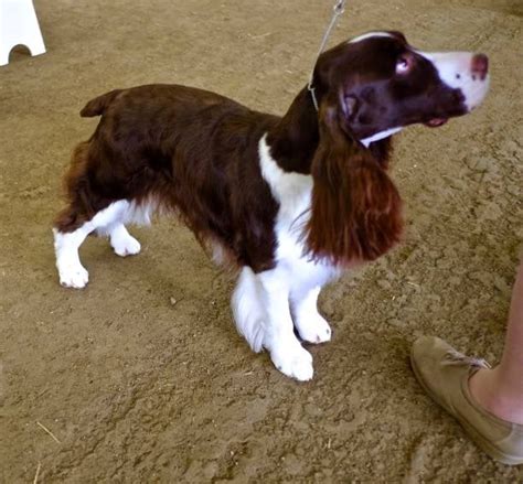 how to groom a springer spaniel groomers online