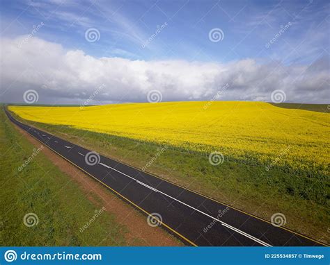 Long Straight Road Running Through A Yellow Field Aerial Landscape