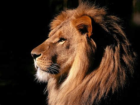 Animals Shadow Lion Mane Profile Hd Wallpaper Pxfuel