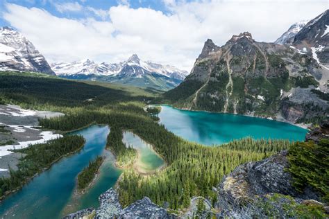 A Complete Guide To Camping And Hiking At Lake Ohara Bearfoot Theory