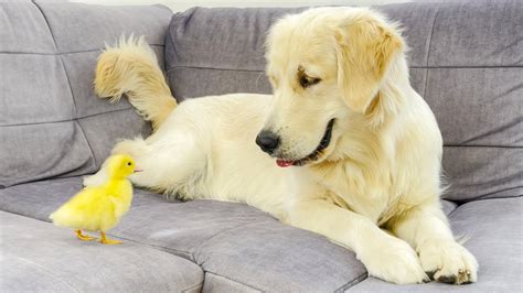 Golden Retriever Meets New Baby Duckling For The First Time Youtube