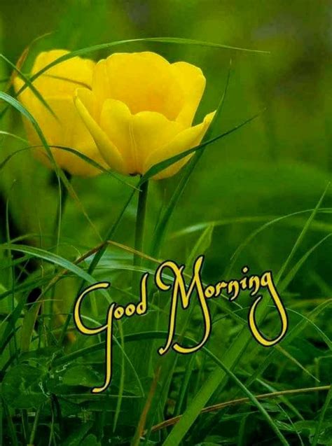 Good Morning Pictures Images Graphics