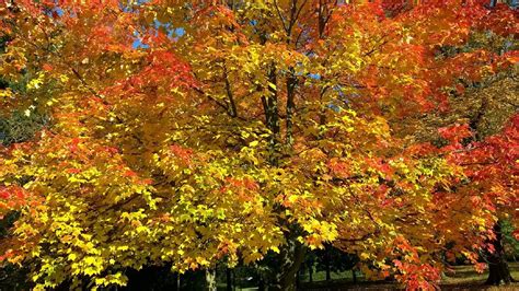 Autumn Fall Leaves Free Photo On Pixabay Pixabay