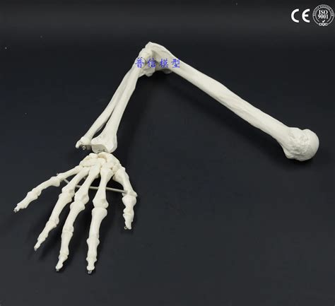 Free Shippingandnatural Human Bone Model Of Bone Adult Arm Of Upper Limb