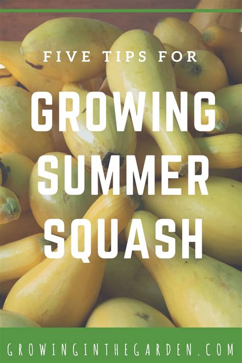How To Grow Summer Squash Summer Squash Growing Squash Gardening