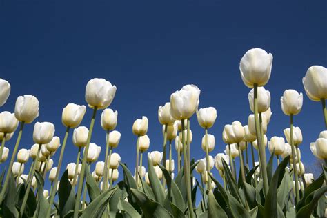 White Tulips Field By Danilo Forcellini Camera Nikon D800e Tumblr Pics