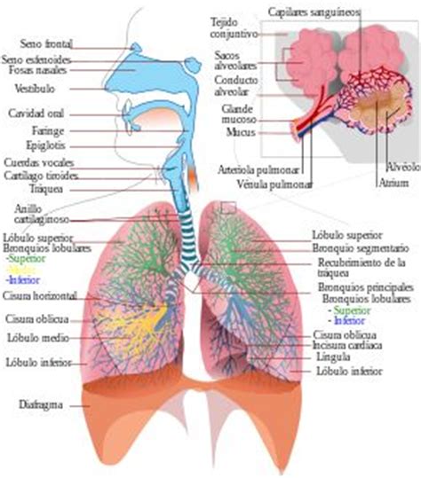 Aparato Respiratorio Wikipedia La Enciclopedia Libre Respiratory