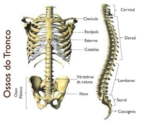 Esqueleto Humano Funções E Nomes Dos Ossos Esqueleto Humano