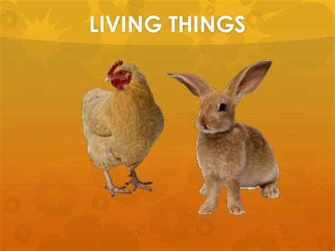 Traits of living things (with pictures). Living things