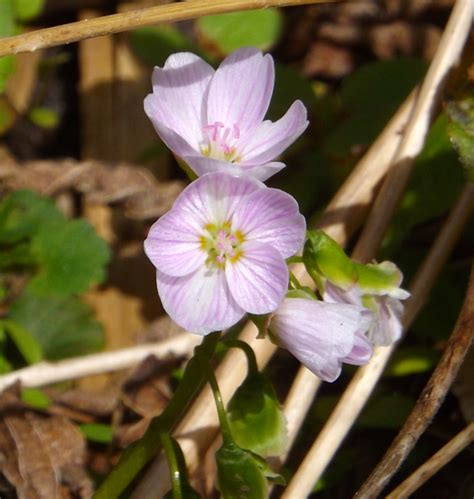 Five Petals A Season By A River