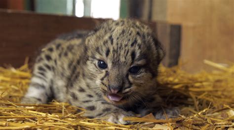 Snow Leopard Cub Born At The Sanctuary The Big Cat Sanctuary