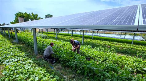Largest Farm To Grow Crops Under Solar Panels Proves To Be A Bumper