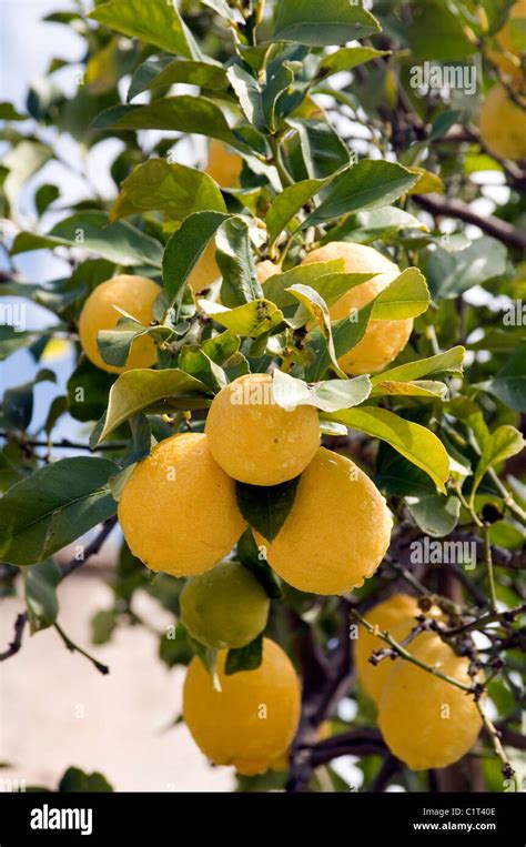 Lemon Lemons Citrus Fruit Fruits Acid Tree Trees Italy Italian Scilly