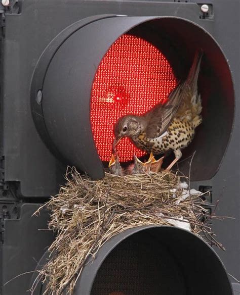 20 Unusual Bird Nests Built In The Weirdest Places