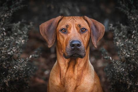 Rhodesian Ridgeback Pitbull Mix Complete Guide With Pictures The