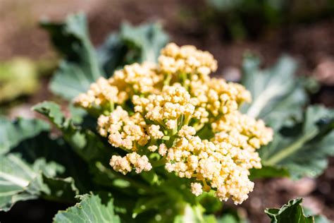 How Does Cauliflower Grow Kellogg Garden Organics