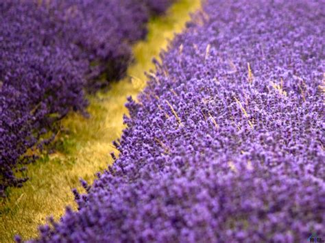 43 Lavender Fields Wallpaper Wallpapersafari