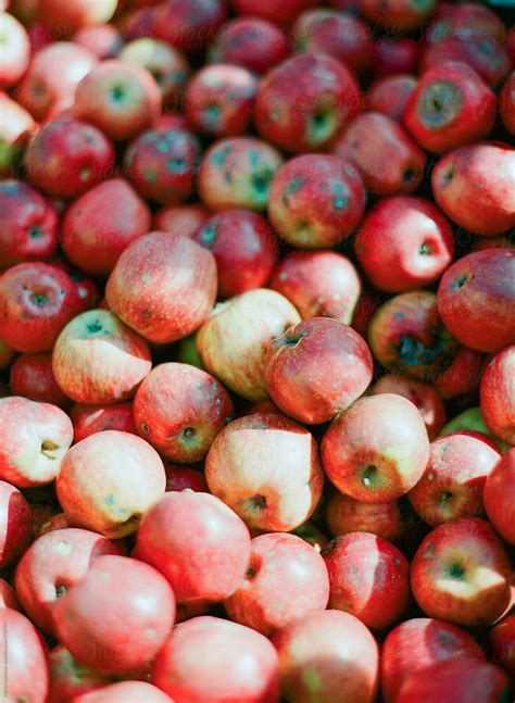 Pile Full Of Organic Naturally Picked Apples By Stocksy Contributor