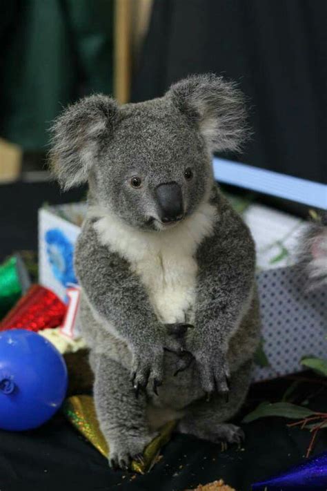 Koalas Cute Baby Animals Koala Baby Koala