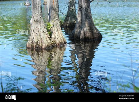 Cypress Tree Stump Hi Res Stock Photography And Images Alamy