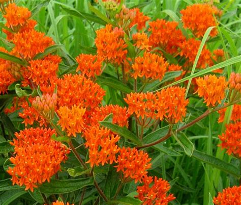 Butterfly Weed Orange Asclepias Tuberosa Seeds