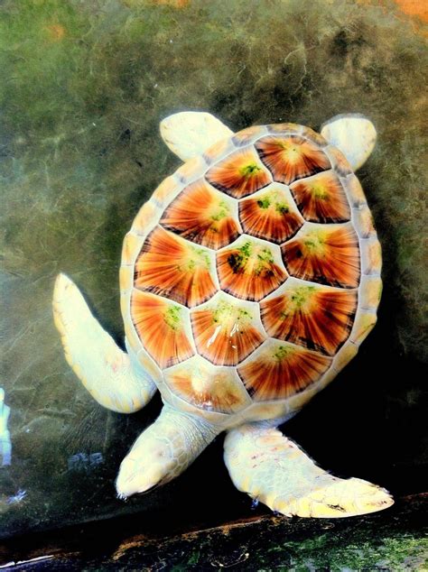 Albino Turtle Turtle Albino Animals Green Sea Turtle