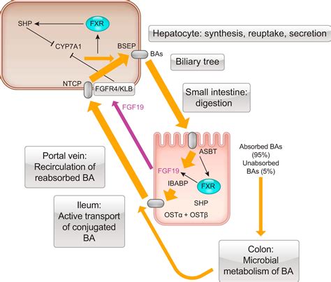 Guts And Gall Bile Acids In Regulation Of Intestinal Epithelial