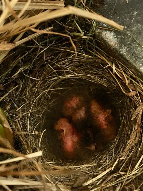 The Junco Nest Travels Through My Lens
