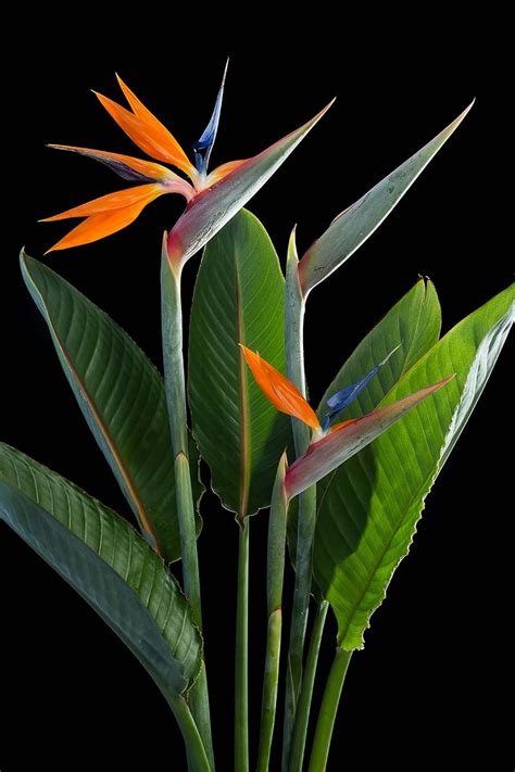 If you want to add a touch of the tropics to your garden, why not plant