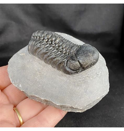 Fossils For Sale Fossils Rare Middle Devonian Moroccan