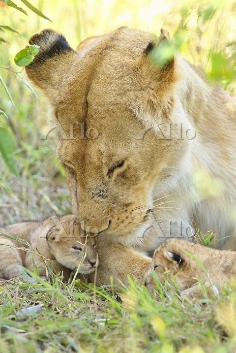 ケニア ライオンの親子 [15558933]の写真素材 アフロ