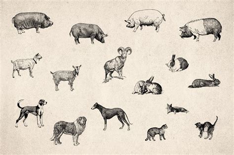 46 Farm Animals Vintage Engravings By Graphic Goods On Creative