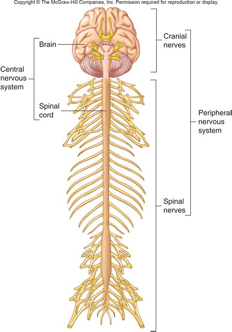 Blank Nervous System Diagram Nervous System Diagram Blank The