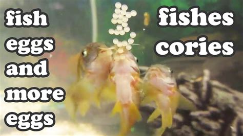 Cory Cories Tropical School Of Fishes Laying Eggs Babies Freshwater