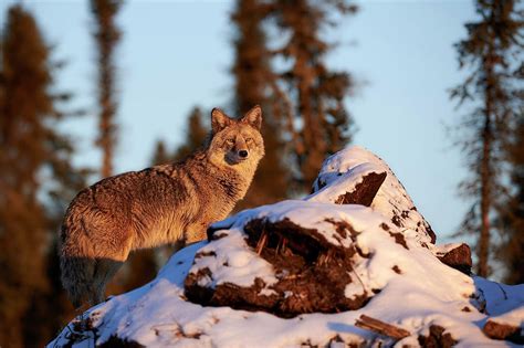 Coyote Northern Canadian Forest Photograph By Steve Cossey Pixels