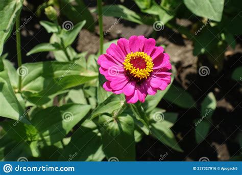 Vivid Magenta Colored Flower Of Zinnia Elegans In July Stock Photo