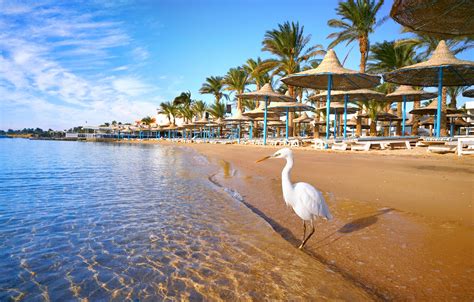 Die geheimnisvollen gässchen der hügeligen altstadt, durch die sich die historische straßenbahn in teils halsbrecherischer enge hindurchzwängt, werden bezaubern. Urlaub in Hurghada: 14 Tage im 5* Strandhotel mit All ...