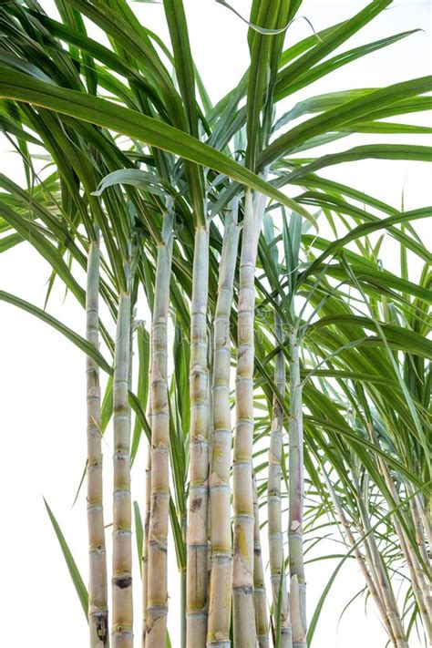 A container used for holding cut flowers or for decoration: Sugar cane stock photo. Image of stem, herbal, stout ...