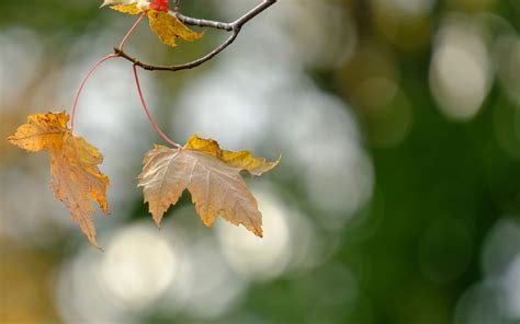 Download Wallpaper 3840x2400 Leaves Dry Branches Autumn Macro 4k