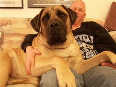 All The World Animals Worlds Largest Dog Zorba The English Mastiff