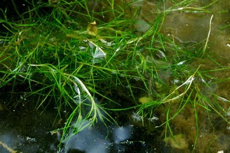 Zannichellia palustris, the horned pondweed, is a plant found in fresh to brackish waters in the united states (especially in the chesapeake bay), europe, asia, australasia, and south america. Zannichellia palustris - Pallano