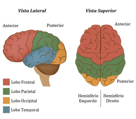 Cerebro Toda La Materia Definiciones Y Conceptos