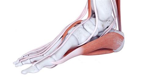 Inside Foot Pain Symptoms Causes Treatment And Rehabilitation