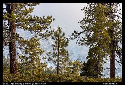Picturephoto Pine Trees And Clouds With Snowy Mountain Slopes San