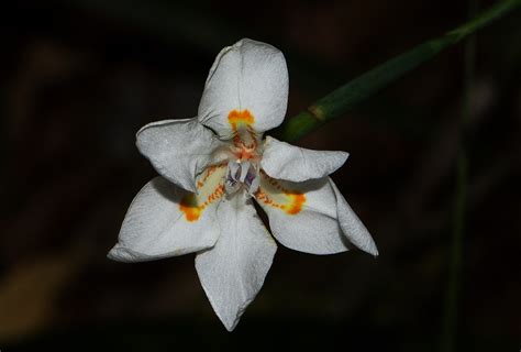 Flora Of Mozambique Species Information Individual Images Dietes