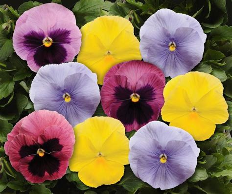 Viola X Wittrockiana Spring Matrix Pastel Mix Pansy From Garden