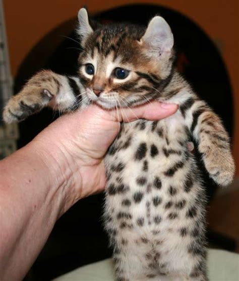 All kittens have been reserved. Desert Lynx Kittens For Sale by Reputable Breeders ...