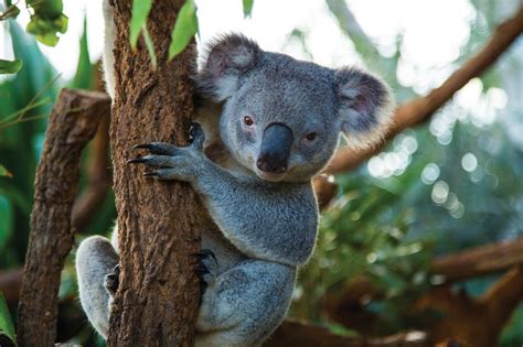 Interesting Facts About Koalas Tourism Australia